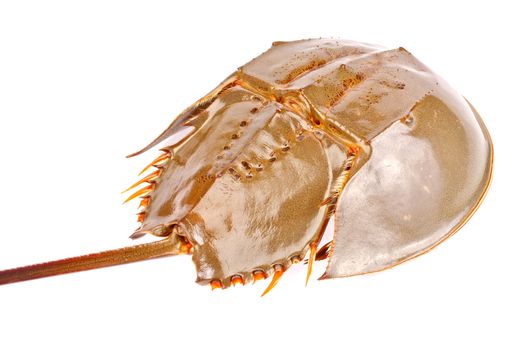 Horseshoe crab in isolated on white background 