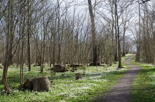 Footpath surrounded of wood anemones