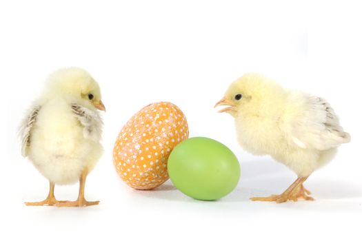 Image With Baby Chicks and Eggs