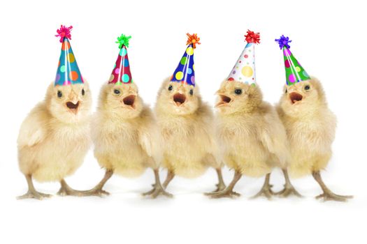 Yellow Baby Chicks Singing Happy Birthday