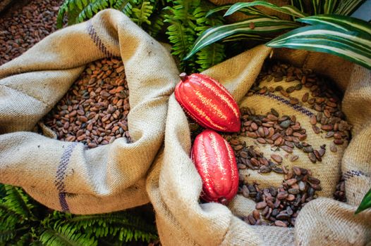 Cocoa Beans and Fruits