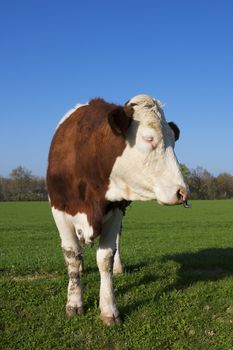 White and brown cow on green grass under the sun