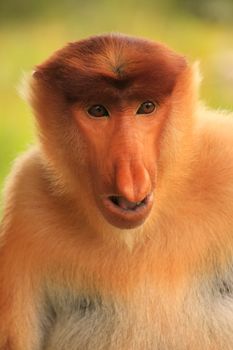 Portrait of Proboscis monkey, Borneo, Malaysia