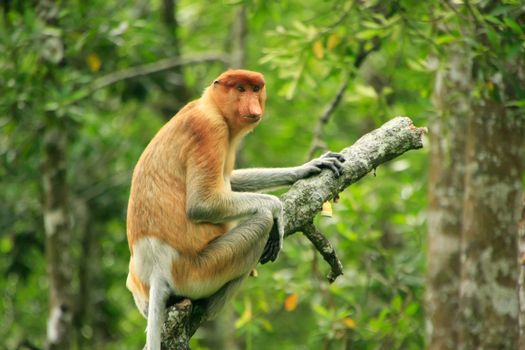 Proboscis monkey sitting on a tree, Borneo, Malaysia