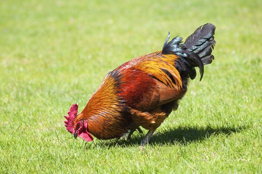 Brown cock on green grass under the sun