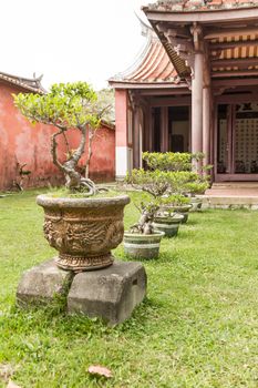 Row of bonsai trees  outside temple