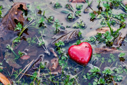 Red heart in water puddle on marshy grass, moss. Love, Valentine's Day.
