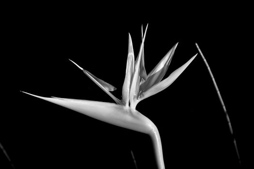 Bird of Paradise in Infrared Black and White