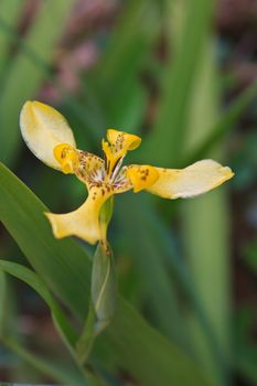 close up of the fan iris flower or walking iris