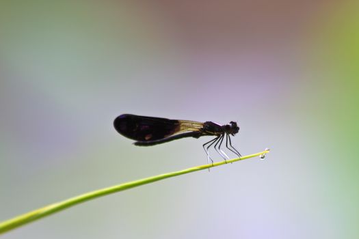 Dragonfly sitting on a branch of green grass with drop water