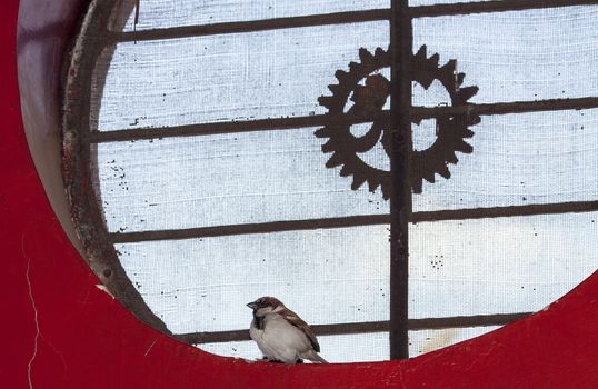 Sparrow sitting in Circular Window with Bars