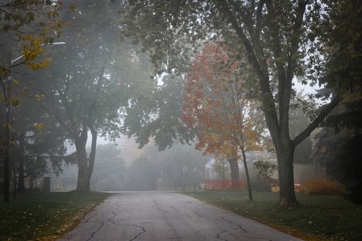 Fall trees on quiet foggy suburban street in Toronto, Canada.