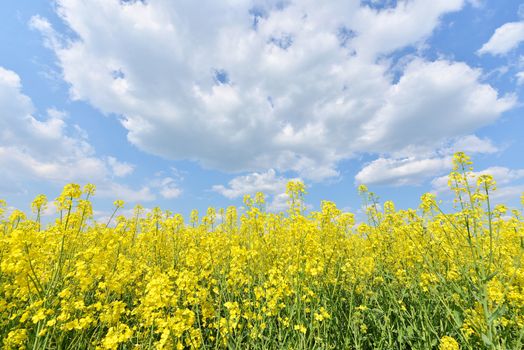 summer landscape with yellow flowers field and blue cloudy sky