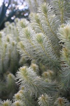 Feathery soft Flannel Bush Phylica plumosa