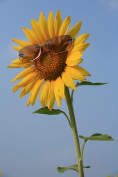yellow sunflower in sunglasses with blue sky, Thailand.