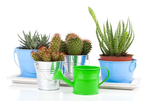 succulent cactus in a metal bucket, on white background