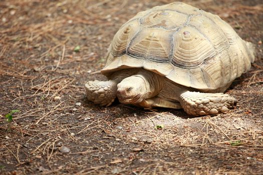 African spurred tortoise 