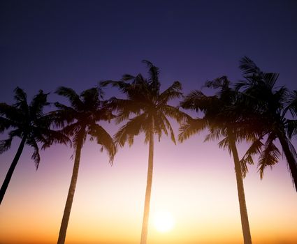 Coconut palms is  in tropic on sunset background