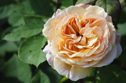 Photo of the Rose Flower in Spring Time