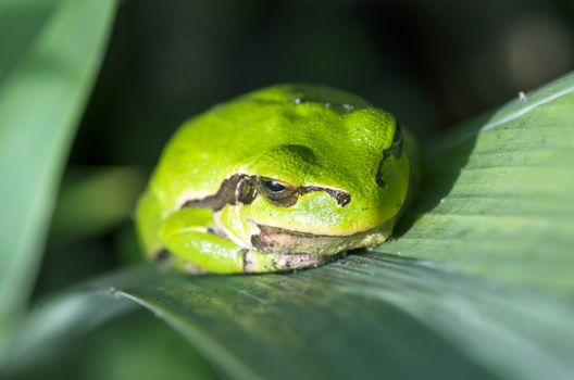 Green frog is hiddind in the leaves