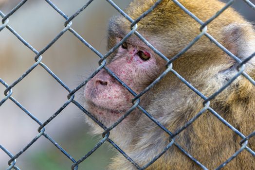 Captive macaque monkey
