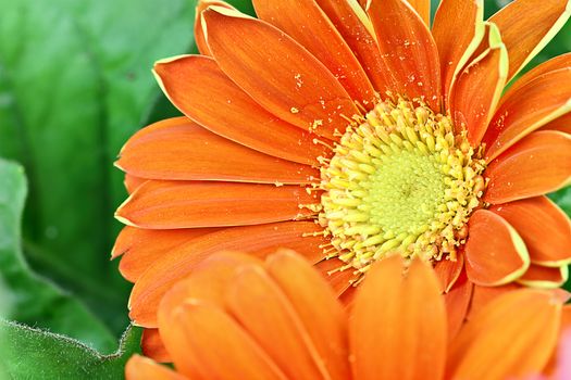Orange Gerber Daisy Abstract