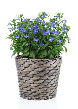 A sprig of blue lobelia in pot, on a white background.