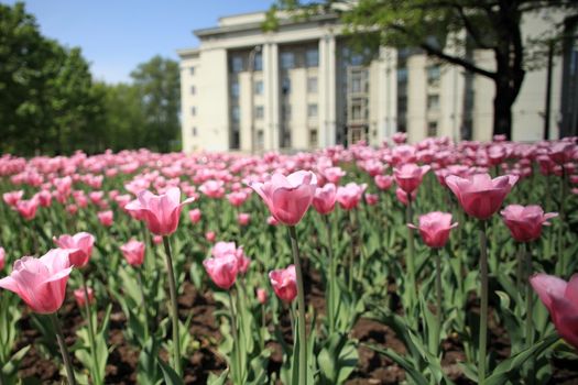tulips City Springtime