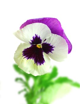 White-purple pansy flower