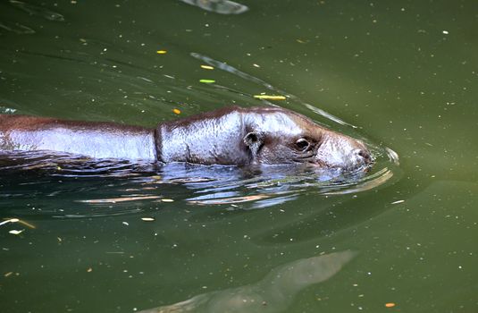 pygmy hippo in the water