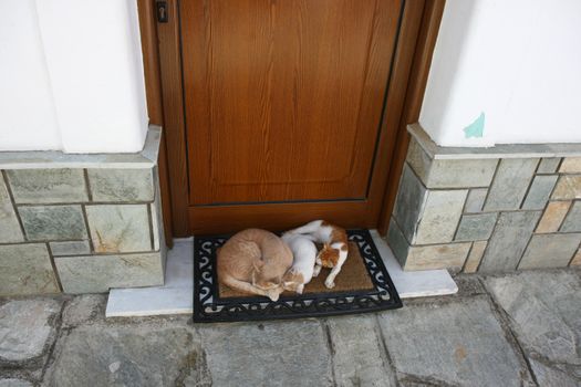 Three cats sliping on doormat in front of the door