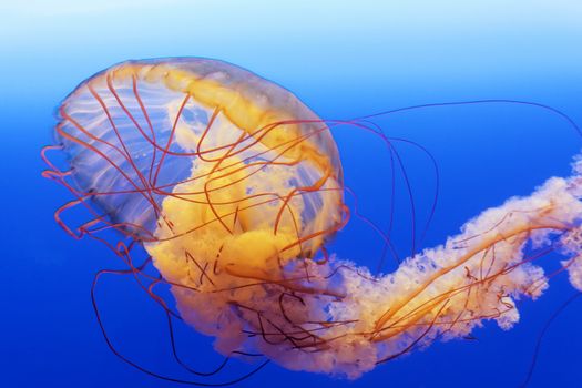 spectacular jellyfish 