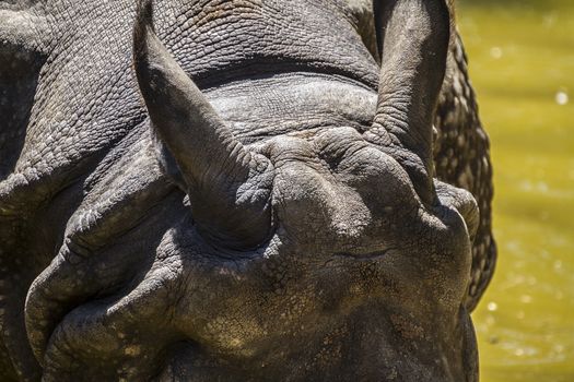 danger, Indian rhino with huge horn and armor skin