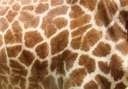 Genuine leather skin of giraffe