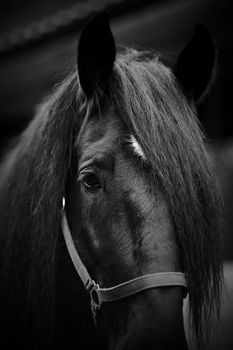 Muzzle of a black horse.