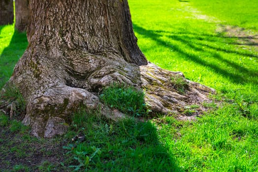 rhizome large old oak and green lawn