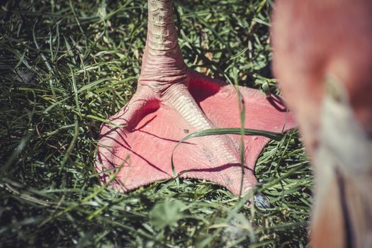 detail flamingo leg resting on the grass