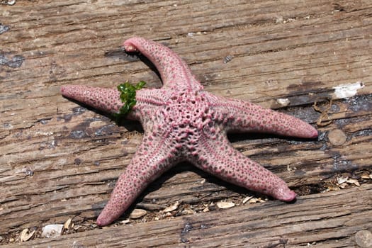 One red and with starfish on wooden ground.