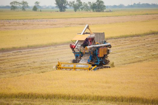 Farm worker harvesting rice with Combine machine in rice field