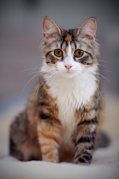 Multi-colored cat 