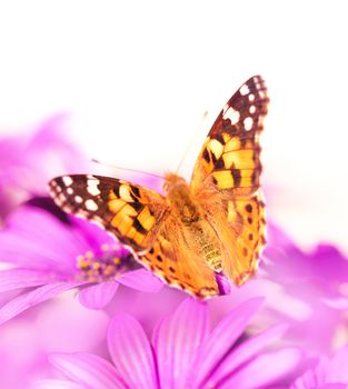 Beautiful butterfly on the flower