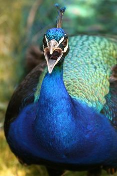 Shout peacock