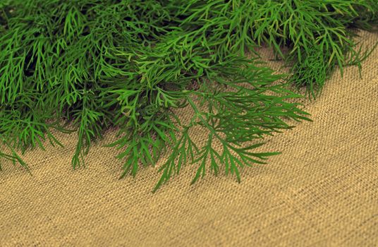 Green dill on the rough fabric as the background