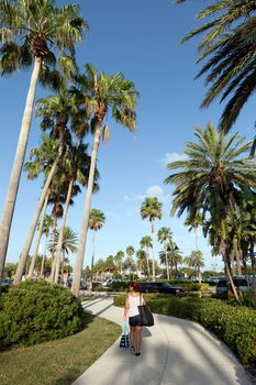 Clearwater Florida Palm Trees