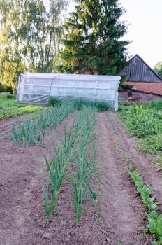 onion plantation in the vegetable garden