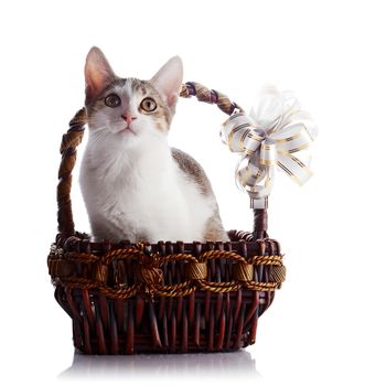 Kitten in a basket with a bow.