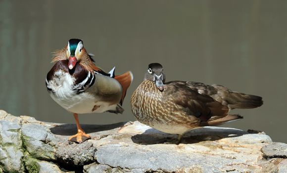 Male and female mandarin ducks, aix galericulata, standing on rocks