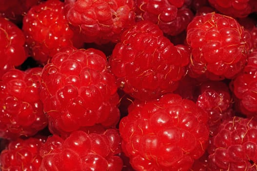 Raspberries very close up as background