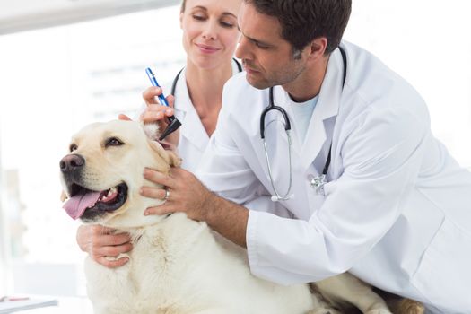 Male veterinarian with colleague examining ear of dog in clinic
