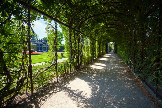 Walkway under a green natural tunnel of leafs on garden